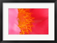 Framed Pink Peony Bloom 1