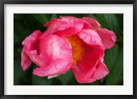 Framed Pink Peony Bloom 2