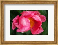 Framed Pink Peony Bloom 2
