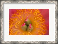 Framed Pink Peony Bloom 3