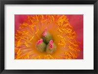 Framed Pink Peony Bloom 3