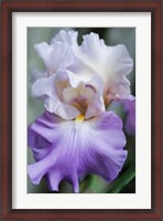 Framed Pale Lavender Bearded Iris Bloom