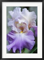 Framed Pale Lavender Bearded Iris Bloom
