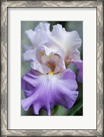 Framed Pale Lavender Bearded Iris Bloom