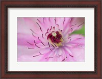 Framed Pale Pink Clematis Blossom 1