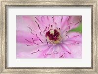 Framed Pale Pink Clematis Blossom 1