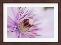 Framed Pale Pink Clematis Blossom 2