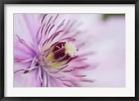 Framed Pale Pink Clematis Blossom 2