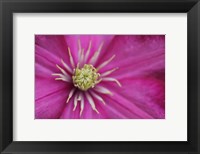 Framed Pale Pink Clematis Blossom 3