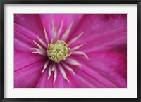 Framed Pale Pink Clematis Blossom 3