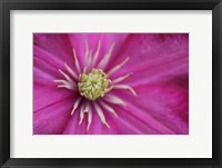 Framed Pale Pink Clematis Blossom 3