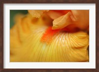 Framed Bearded Iris Flower Close-Up 2