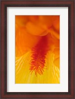Framed Bearded Iris Flower Close-Up 3