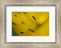 Framed Yellow Daylily Flower Close-Up 1