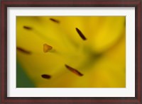 Framed Yellow Daylily Flower Close-Up 1