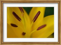 Framed Yellow Daylily Flower Close-Up 2