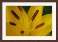 Framed Yellow Daylily Flower Close-Up 2