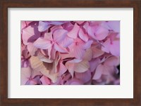 Framed Pink Hydrangea Blossom 1