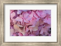 Framed Pink Hydrangea Blossom 1