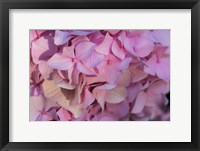 Framed Pink Hydrangea Blossom 1