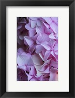 Framed Pink Hydrangea Blossom 2