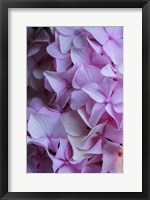 Framed Pink Hydrangea Blossom 2