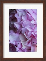 Framed Pink Hydrangea Blossom 2