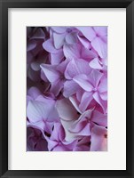 Framed Pink Hydrangea Blossom 2