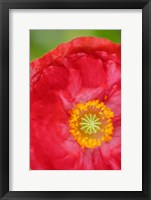 Framed Red Poppy Flower