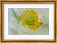 Framed Garden Poppy