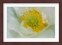 Framed Garden Poppy