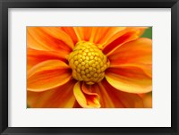 Framed Orange Dahlia Bloom