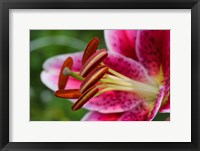 Framed Stargazer Lily 1