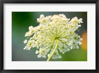 Framed Queen Anne's Lace Flower 1