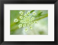 Framed Queen Anne's Lace Flower 2