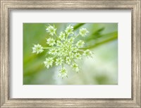 Framed Queen Anne's Lace Flower 2