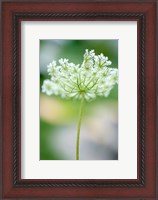 Framed Queen Anne's Lace Flower 3