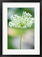 Framed Queen Anne's Lace Flower 3