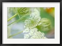 Framed Queen Anne's Lace Flower 4