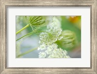 Framed Queen Anne's Lace Flower 4