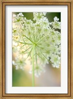 Framed Queen Anne's Lace Flower 5