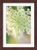 Framed Queen Anne's Lace Flower 5