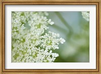 Framed Queen Anne's Lace Flower 6