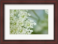 Framed Queen Anne's Lace Flower 6