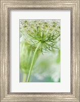 Framed Queen Anne's Lace Flower 7