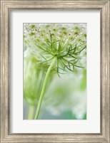 Framed Queen Anne's Lace Flower 7