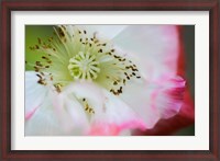 Framed Garden Poppy 1