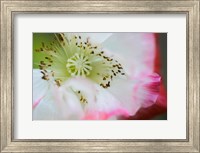 Framed Garden Poppy 1