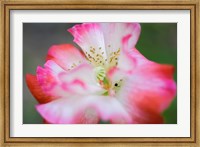 Framed Garden Poppy 2