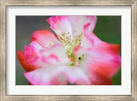 Framed Garden Poppy 2